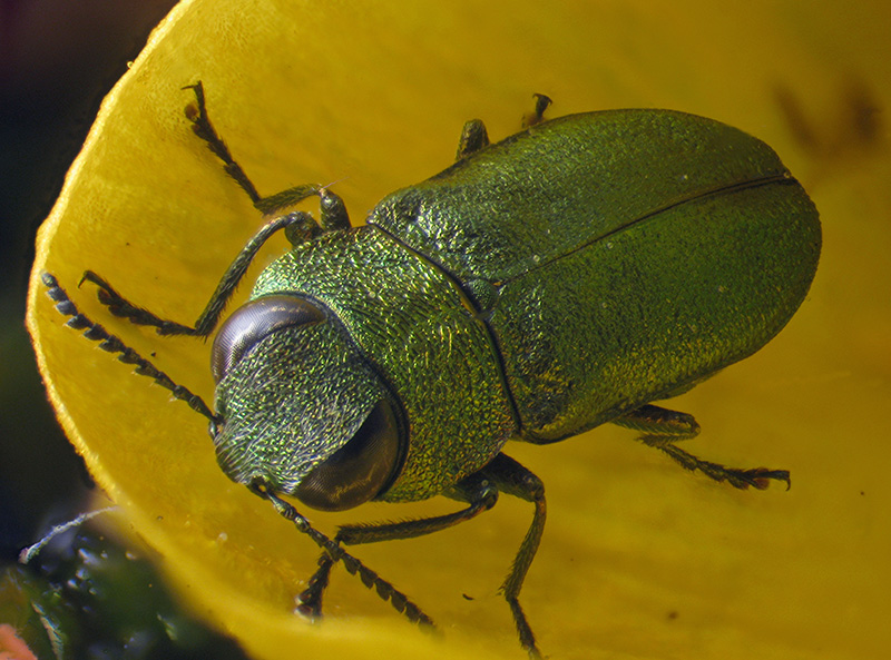 Buprestidae: Anthaxia nitidula? S.